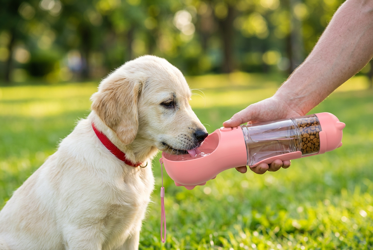 Dog drinking from the pink 3-in-1 water dispenser outdoors